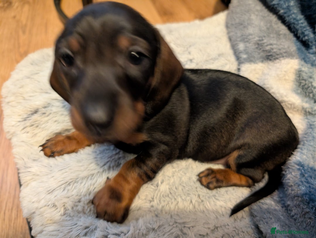 Dachshund dogs for sale: Dachshund Puppies  - Image 8