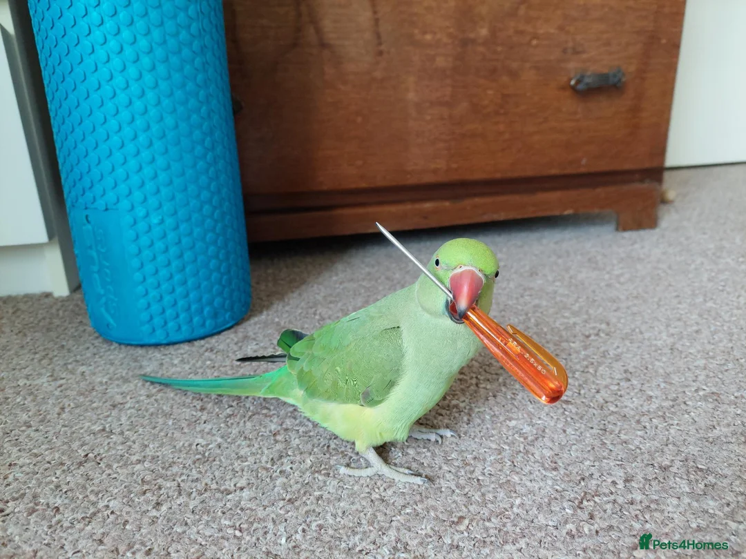 Ringnecks birds for sale: 2.5 Years Green Indian ringneck in Norwich - Advert 1