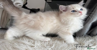Ragdoll cats - Advert 4
