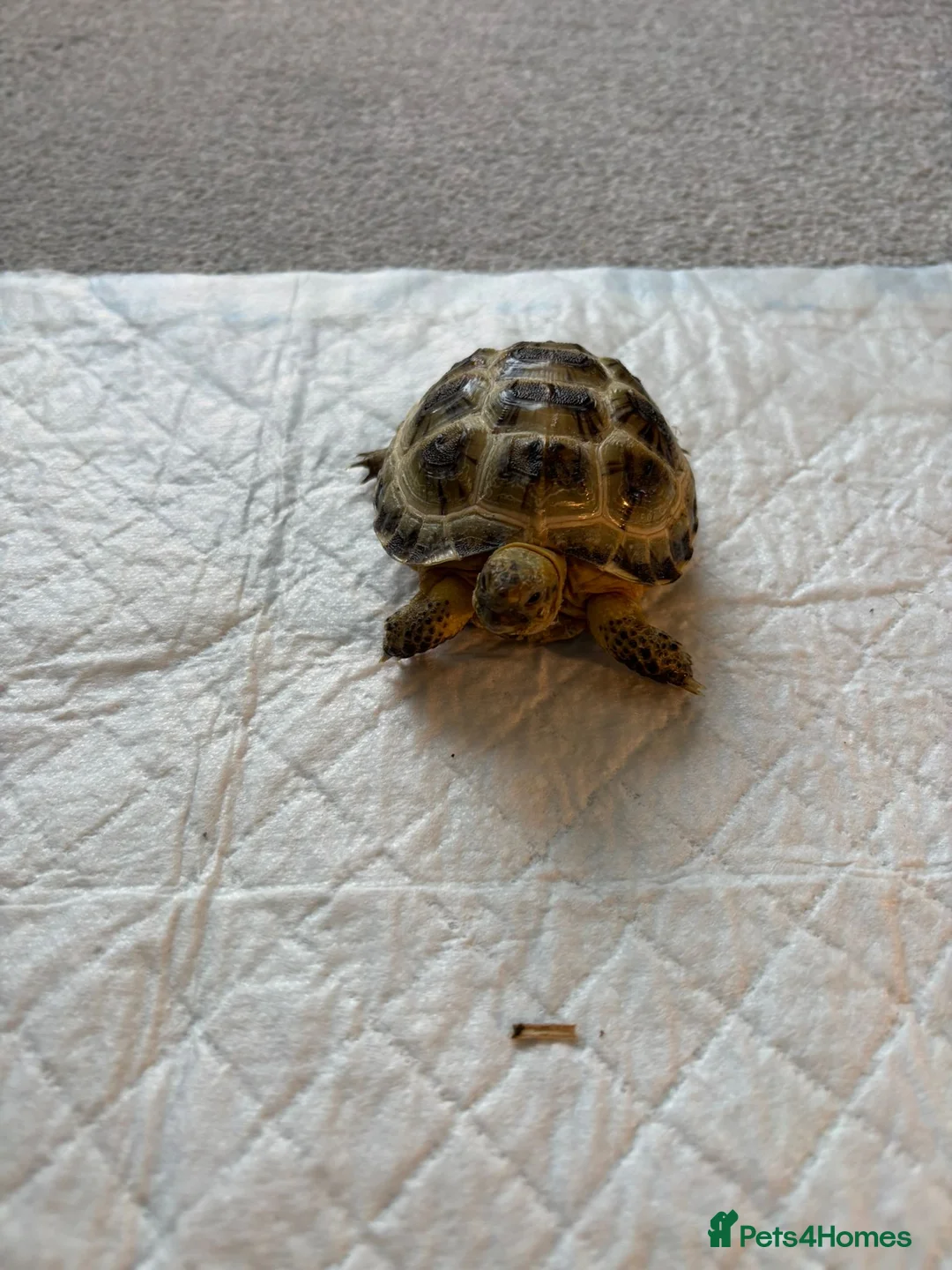 Tortoise reptiles for sale: Baby horsefield tortoise  - Advert 2