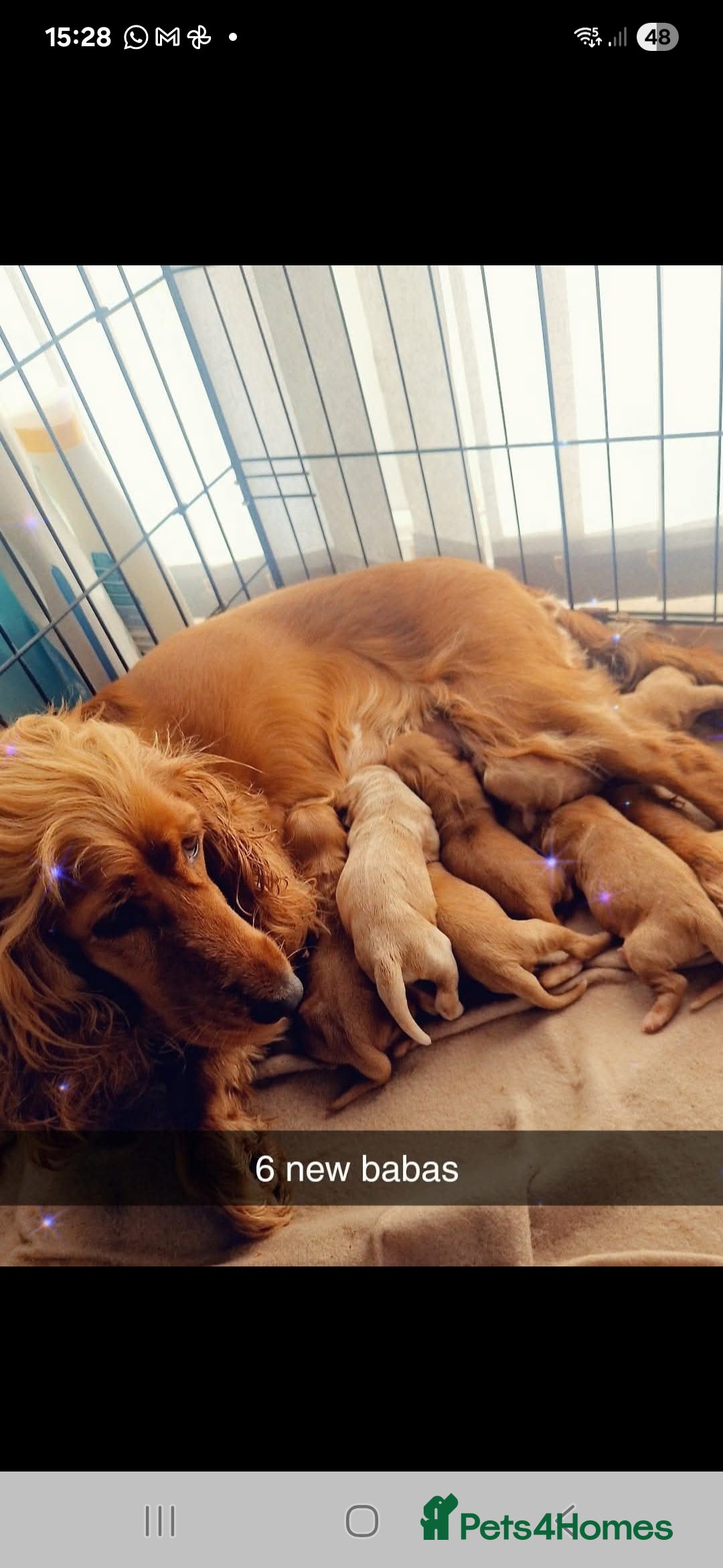 Cockapoo dogs for sale: Cockapoo puppys - Advert 1