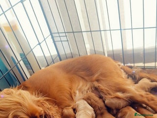 Cockapoo dogs Cockapoo puppys - Advert 1