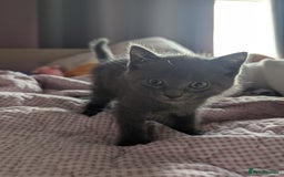 British Shorthair cats for sale: Kittens ready to leave  - Image 4