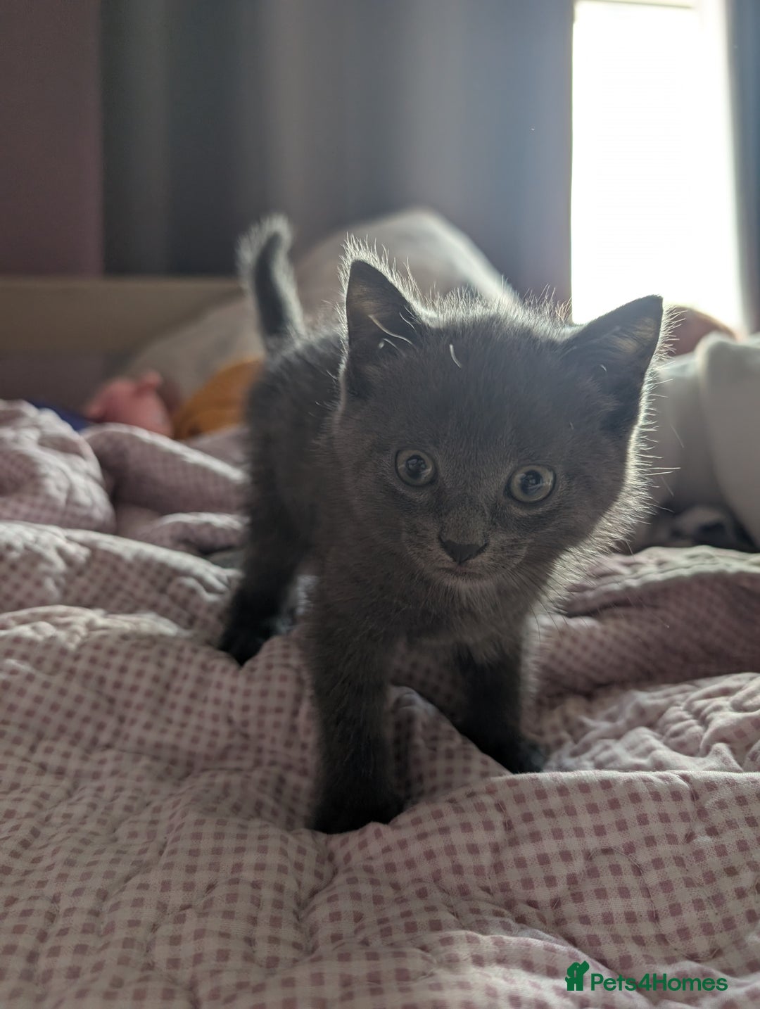 British Shorthair cats for sale: Kittens ready to leave  - Image 4