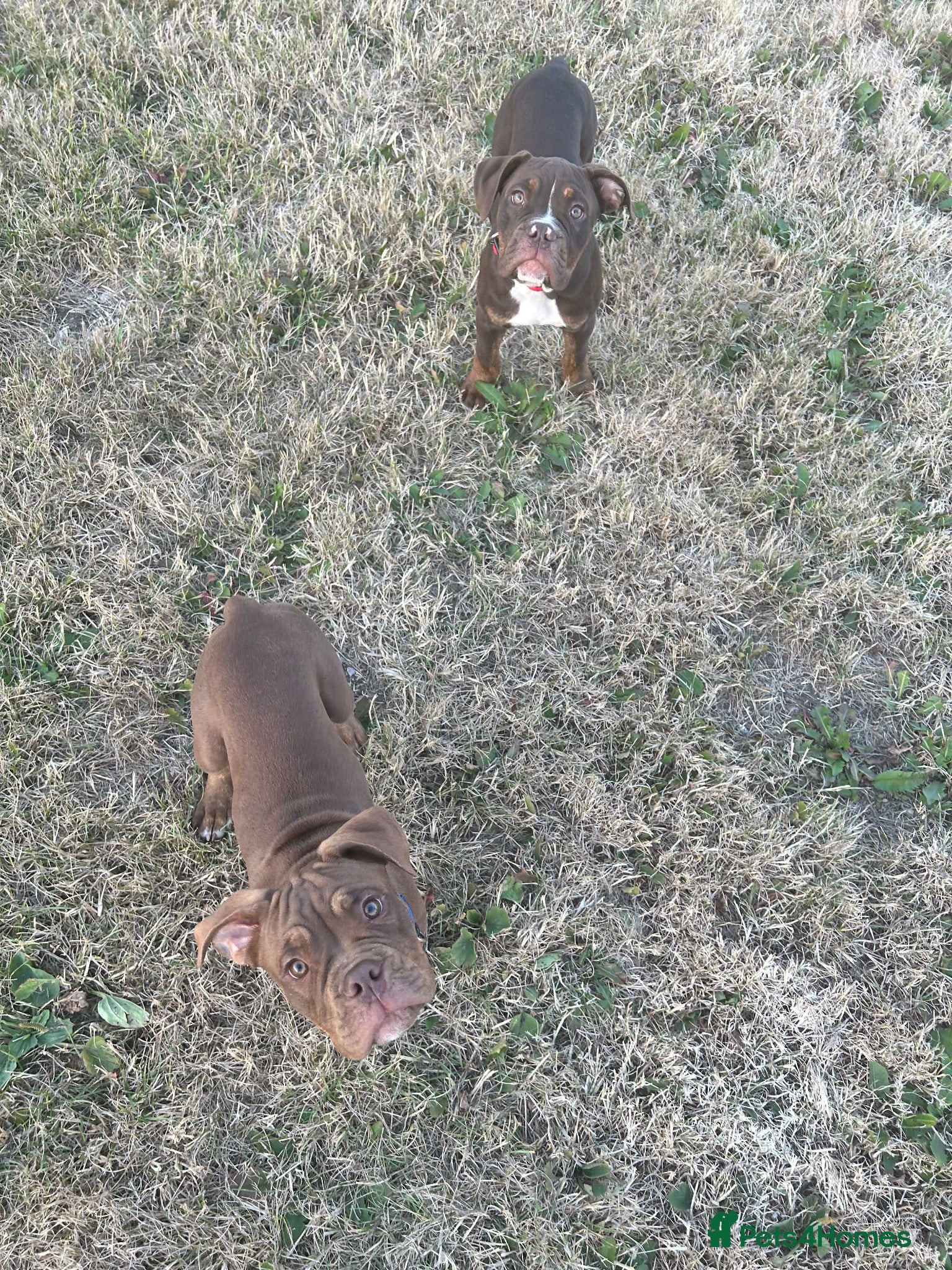 Olde English Bulldogge dogs Olde English bulldogs - Advert 6