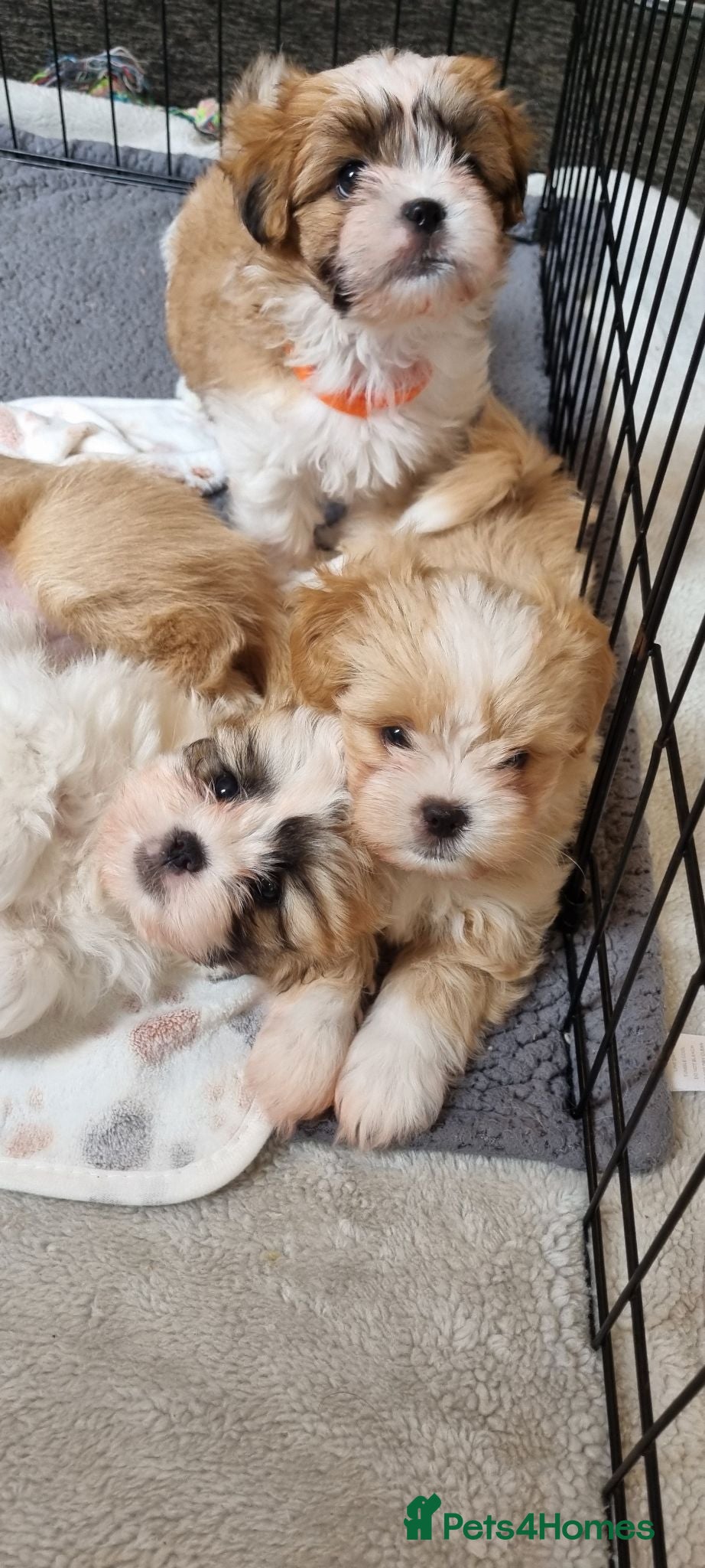 Shih Tzu dogs Shih tzu puppies for sale - Advert 3