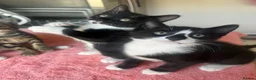 Mixed Breed cats for sale: 4 x Adorable Loving Kittens Ready NOW! - Advert 5