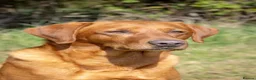 Labrador Retriever dogs for stud: Fox Red Labrador Stud - Jackson  - Advert 4