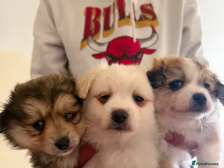 Pomeranian dogs Three Pomeranian puppies for sale - Advert 3