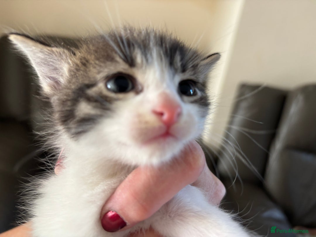 Mixed Breed cats for sale: 4 cute bundles of joy  - Image 11