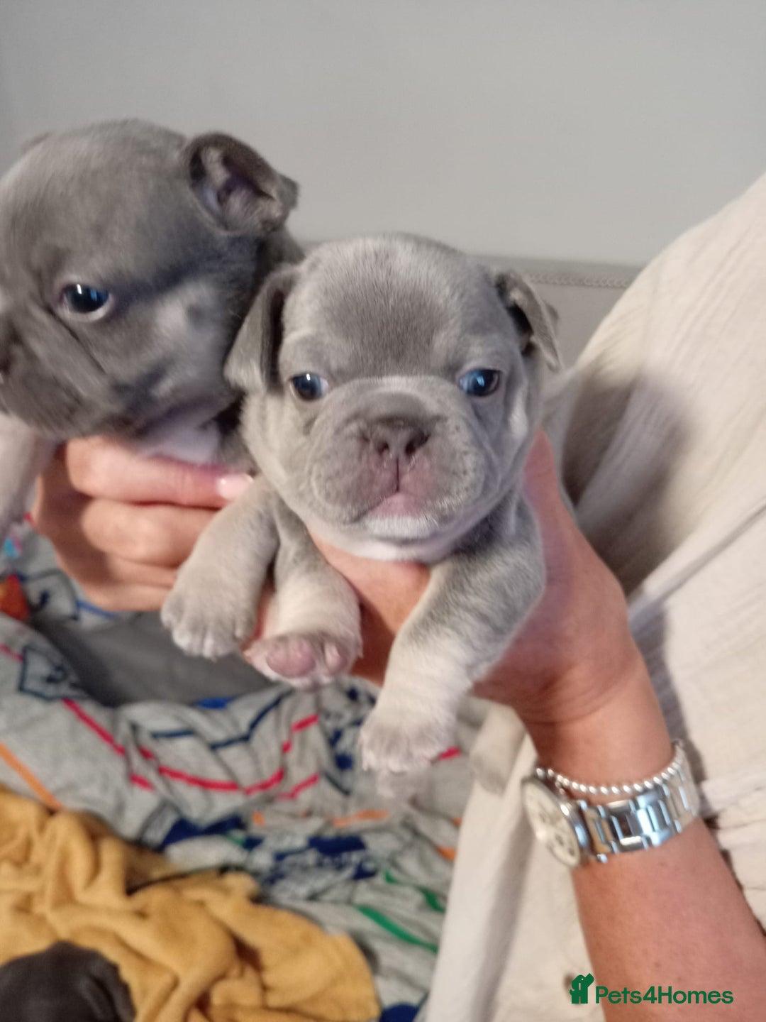 French Bulldog dogs for sale: 🐾 Adorable French Bulldog Puppies for Sale 🐾 - Image 14