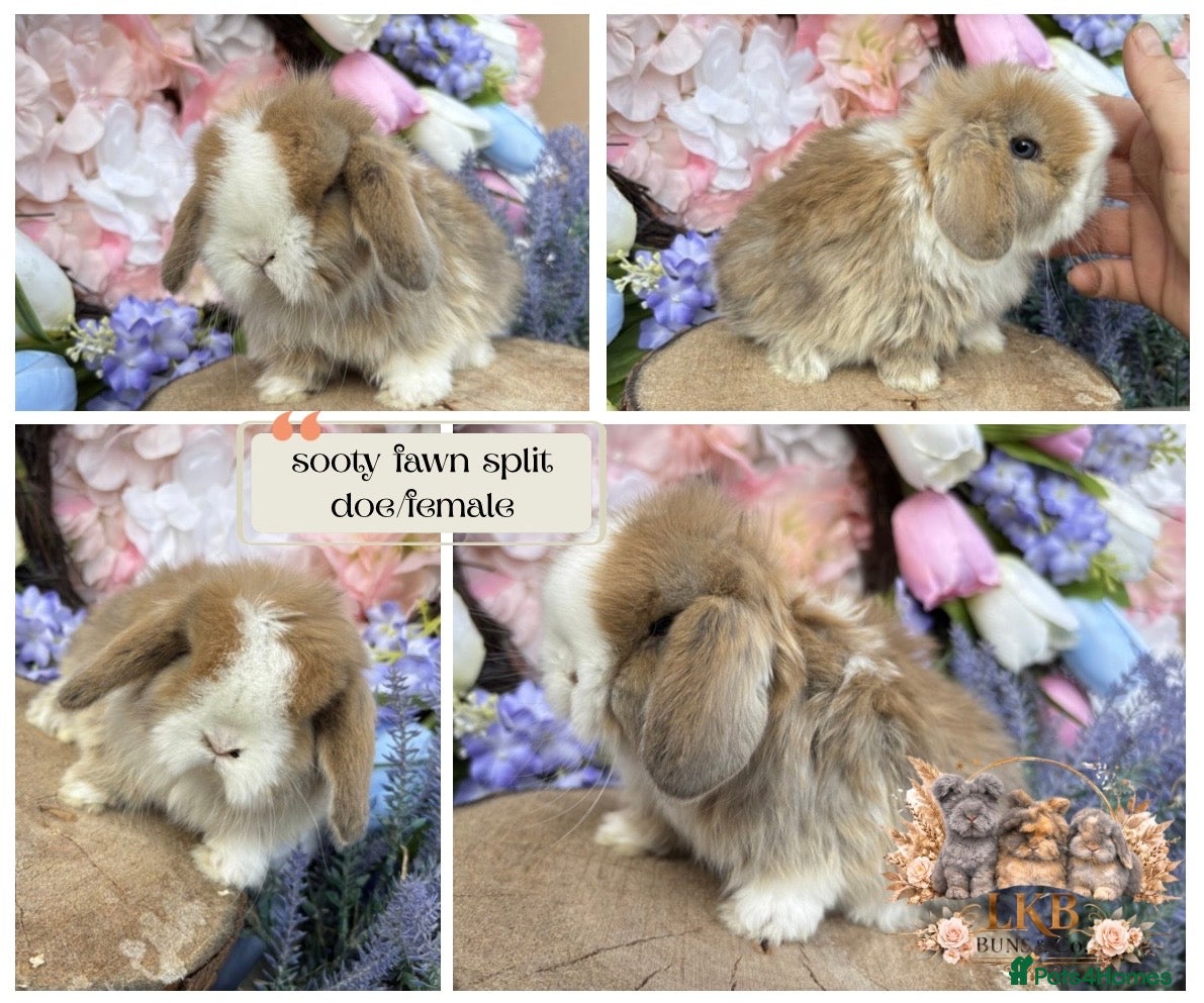 Mini Lop rabbits 🌟 PUREBRED PEDIGREE MINI LOPS🌟  - Advert 11