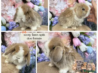 Mini Lop rabbits 🌟 PUREBRED PEDIGREE MINI LOPS🌟 - Advert 11