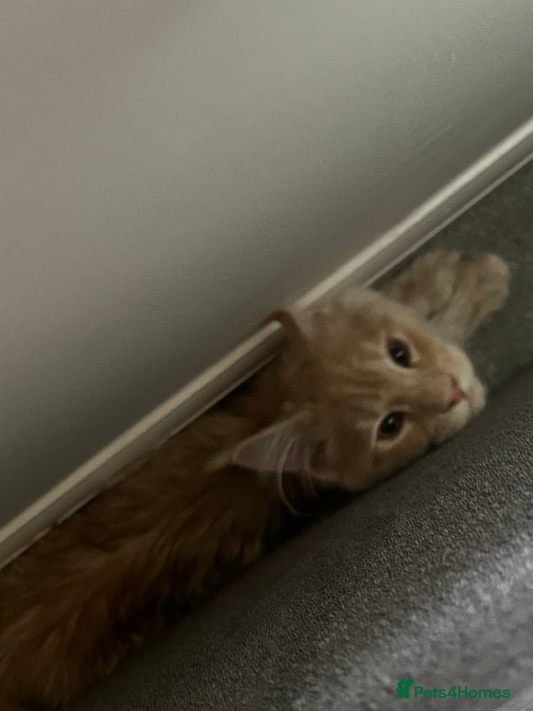 Maine Coon cats for sale: Maine Coone Girl - Image 4