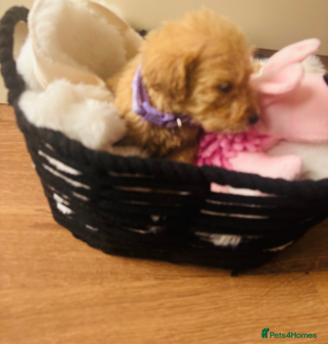 Labradoodle dogs for sale: F1 Labradoodles  - Image 10