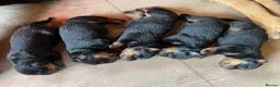 Rottweiler dogs for sale: Rottwailer in Sidcup - Advert 4