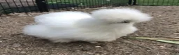 Chickens poultry for sale: Bantam Silkies - Advert 1