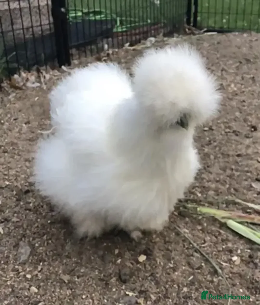 Chickens poultry for sale: Bantam Silkies - Advert 1