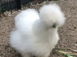 Chickens poultry for sale: Bantam Silkies - Advert 2