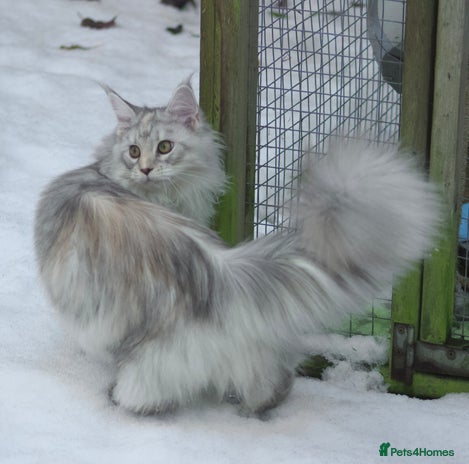 Maine Coon cats in Colchester - Advert 3