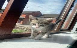 British Shorthair cats for sale: Brittish Shorthair Crossbreed Kittens  - Image 5