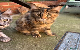 Maine Coon cats for sale: Maine Coon kittens available 🌟  - Image 3