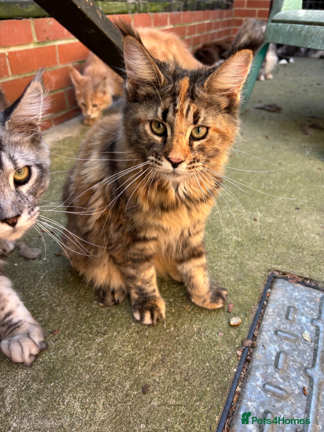 Maine Coon cats for sale: Maine Coon kittens available 🌟  - Image 3