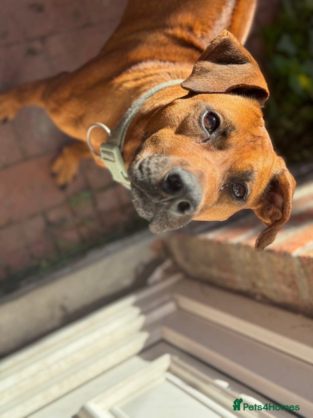 Rhodesian Ridgeback dogs for sale: Male ridgeback  - Advert 3