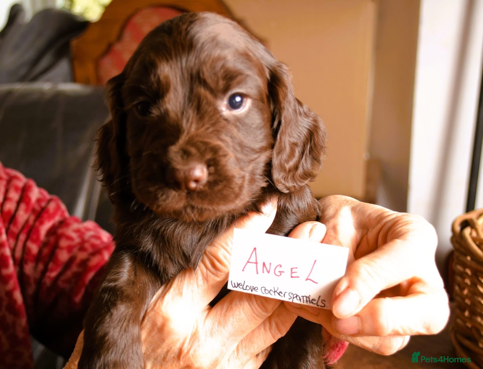 Cocker Spaniel dogs Health tested family bred KC Cocker Spaniel pups - Advert 8