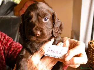 Cocker Spaniel dogs Health tested family bred KC Cocker Spaniel pups - Advert 8