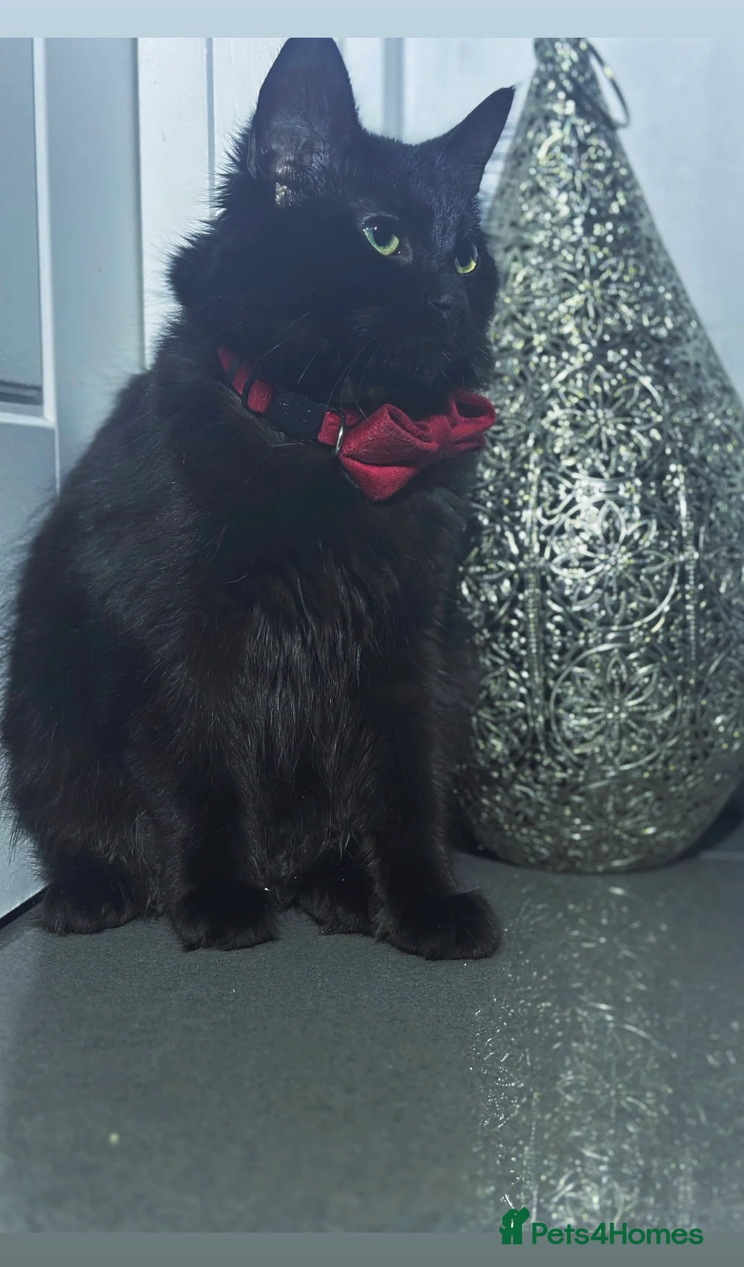 Maine Coon cats for sale: Gorgeous & Sweet Sister Cats - Advert 7