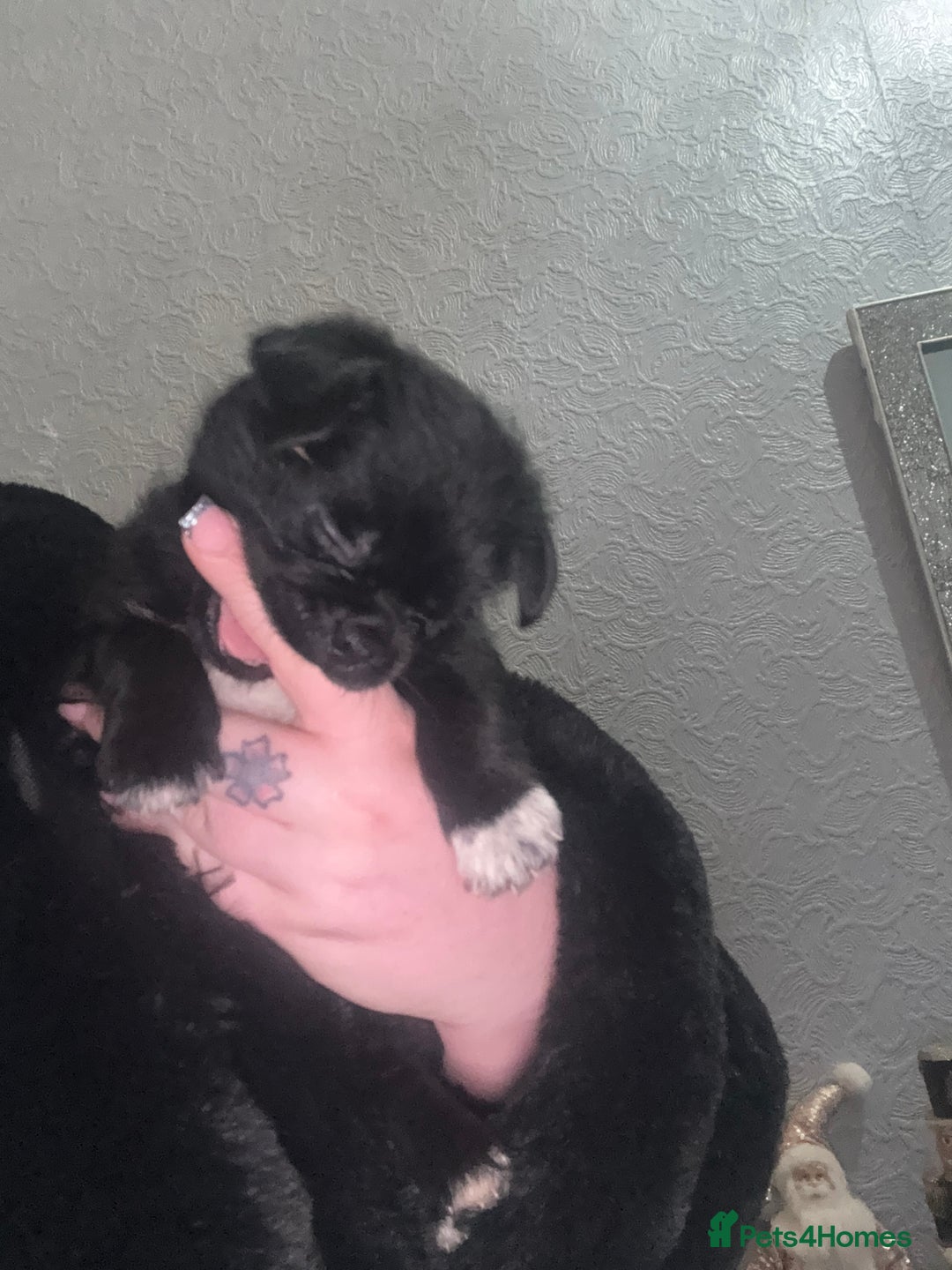 Mixed Breed dogs for sale: Pug cross shihtzu puppies for sale  - Advert 6