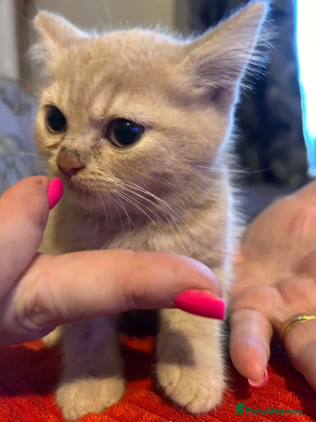 British Shorthair cats for sale: British shorthair kittens - Advert 4