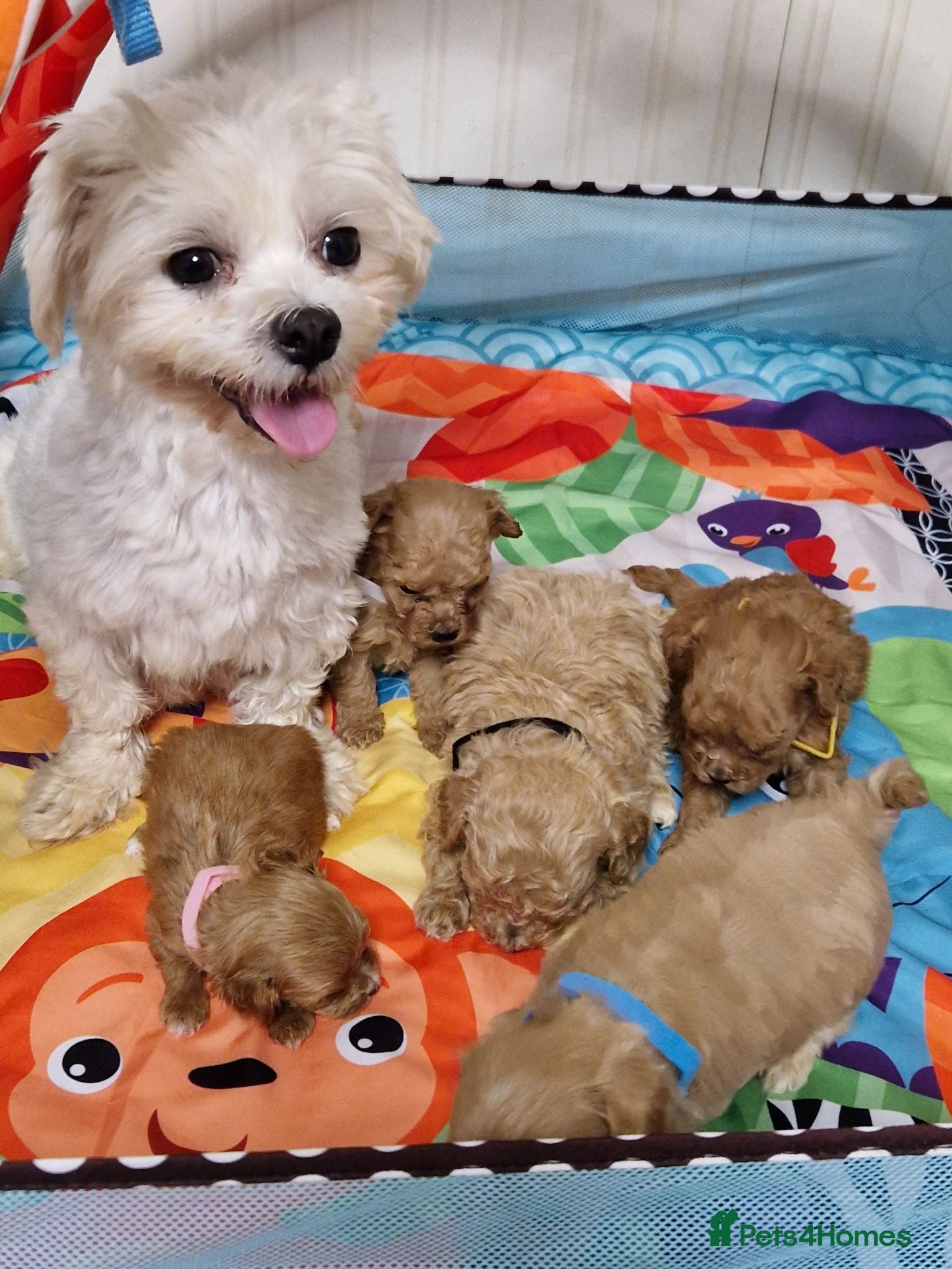 Maltipoo dogs F1  **  Maltipoo Puppies 🥰 - Advert 1