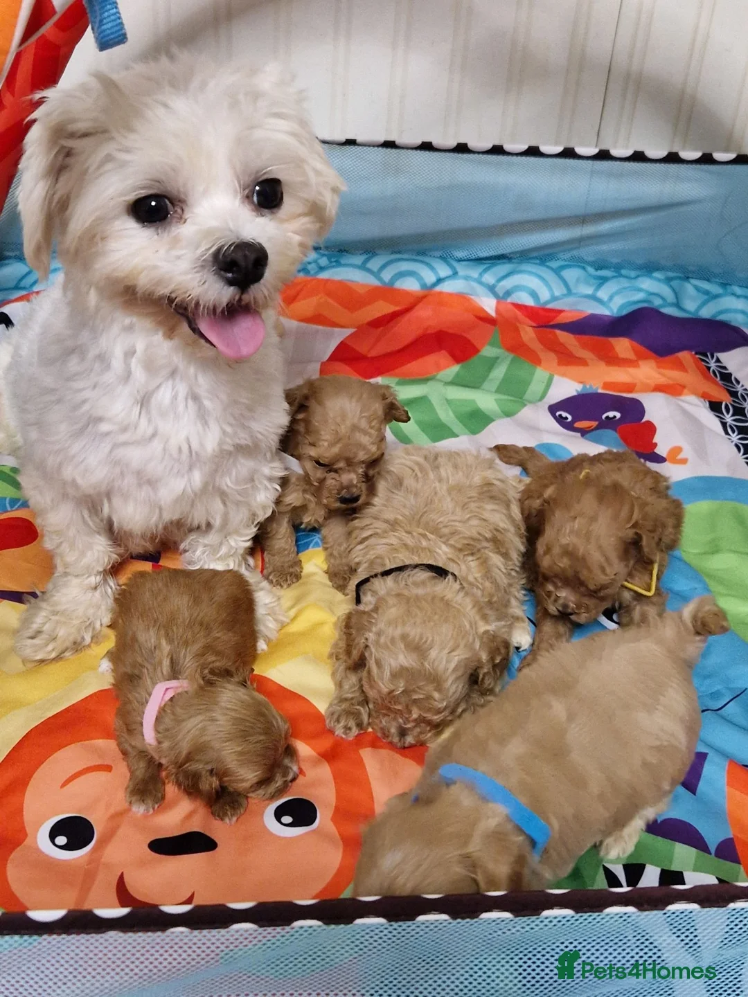 Maltipoo dogs for sale: F1  **  Maltipoo Puppies 🥰 in Dagenham - Advert 1