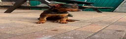 Chinese Red Dog dogs for sale: Chinese red dog puppies  - Advert 12