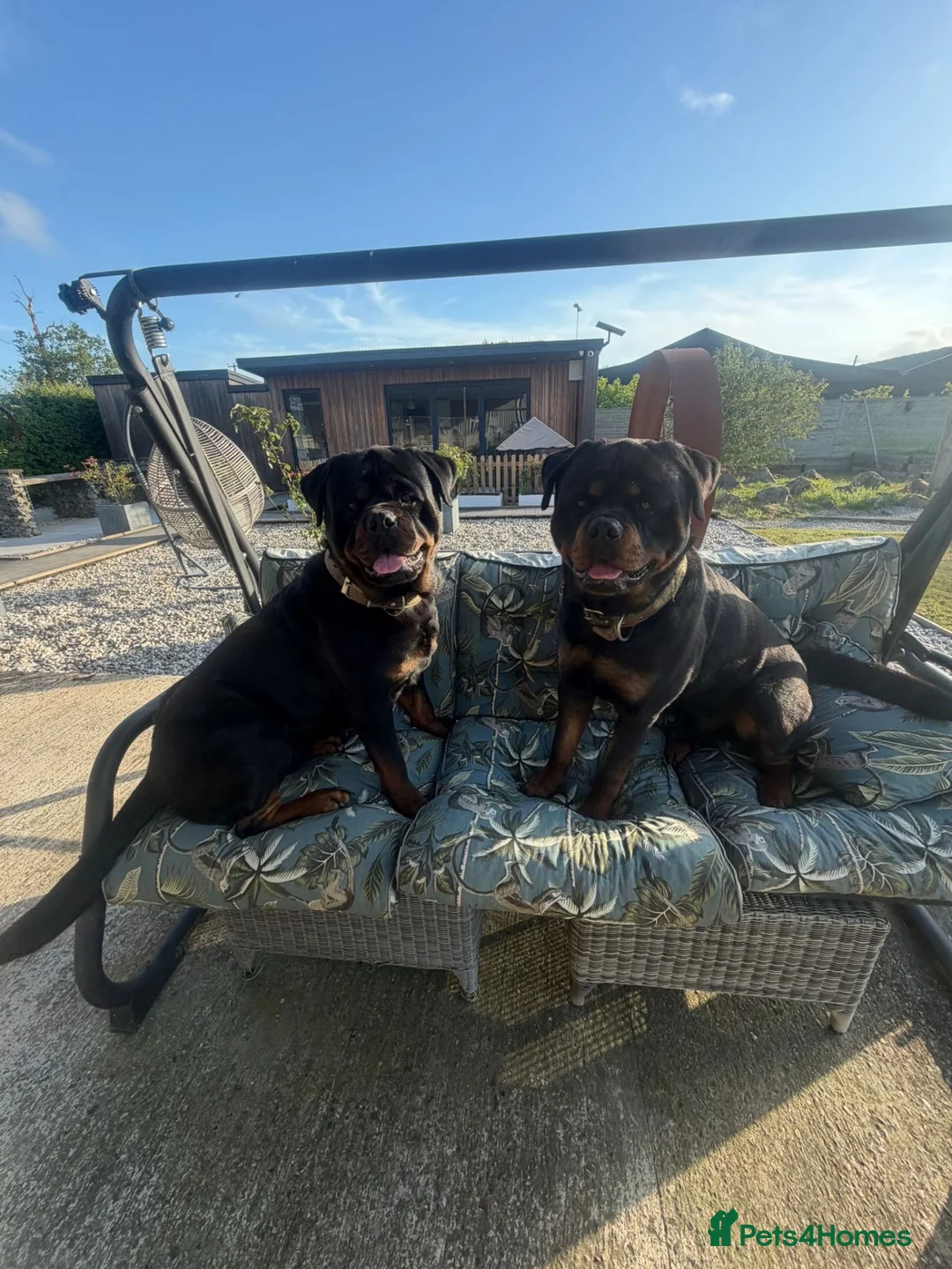 Rottweiler dogs for stud: Male chunky rottie for stud  in Ashford - Advert 3
