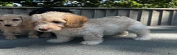 Doxiepoo dogs for sale: Doxiepoos Miniature dachshund x toy poodle  - Advert 7