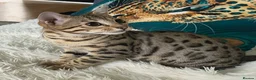 Bengal cats for sale: Stunning beautiful bengal kittens  - Advert 12