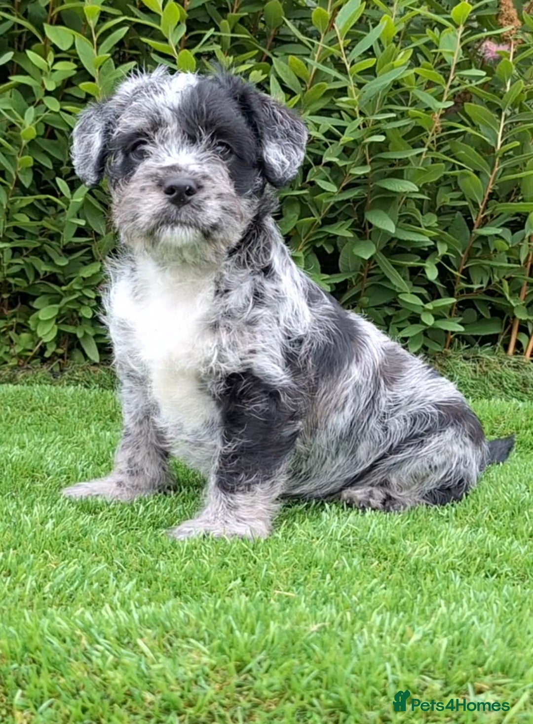 Miniature Poodle dogs for sale: Foodle French Bulldog X Poodle Ready Now - Image 13