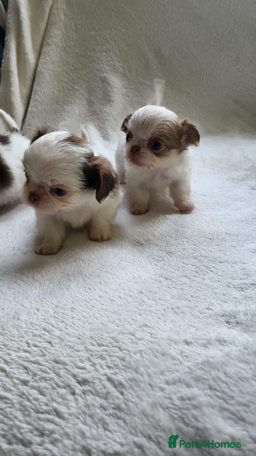 Chihuahua dogs Beautiful long haired chihuahua puppies - Advert 1