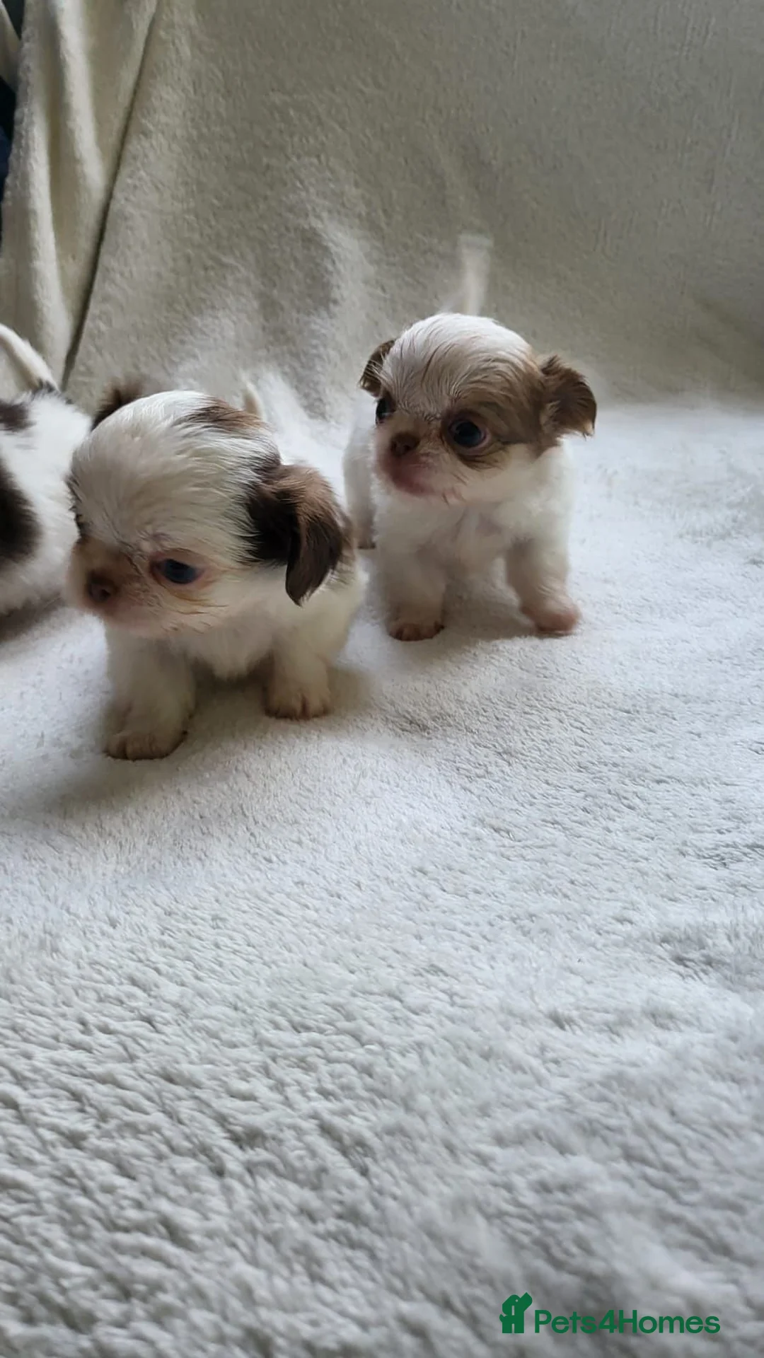 Chihuahua dogs for sale: Beautiful long haired chihuahua puppies - Advert 1
