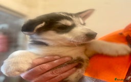 Siberian Husky dogs for sale: READY NOW German Shepherd cross Husky Puppies  in Kinross - Image 7