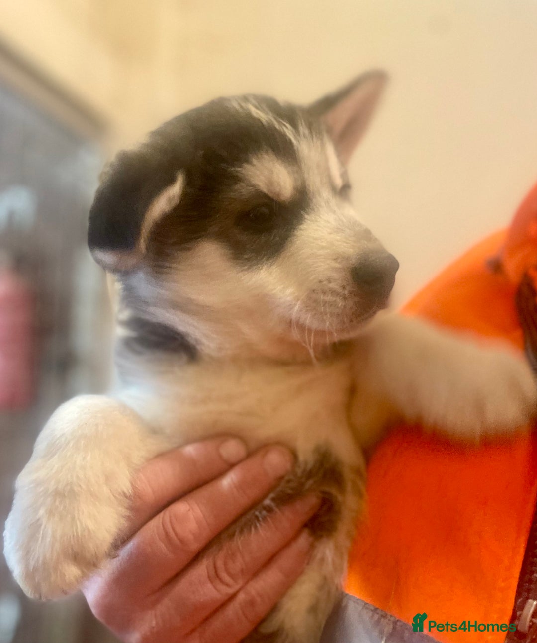 Siberian Husky dogs for sale: READY NOW German Shepherd cross Husky Puppies  in Kinross - Image 7