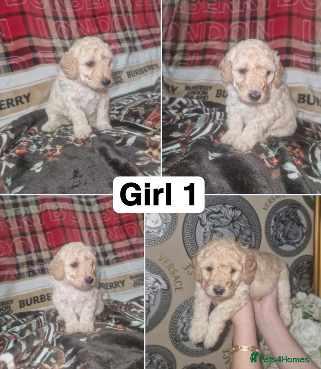 Labradoodle dogs for sale: F1b toy labradoodles - Advert 2