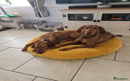 Hungarian Vizsla dogs for sale: Hungarian vizsla puppies  - Image 12