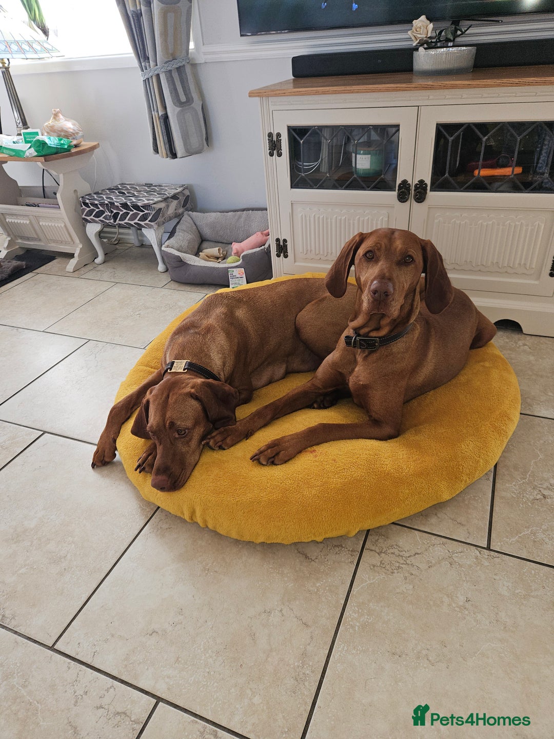 Hungarian Vizsla dogs for sale: Hungarian vizsla puppies  - Image 12