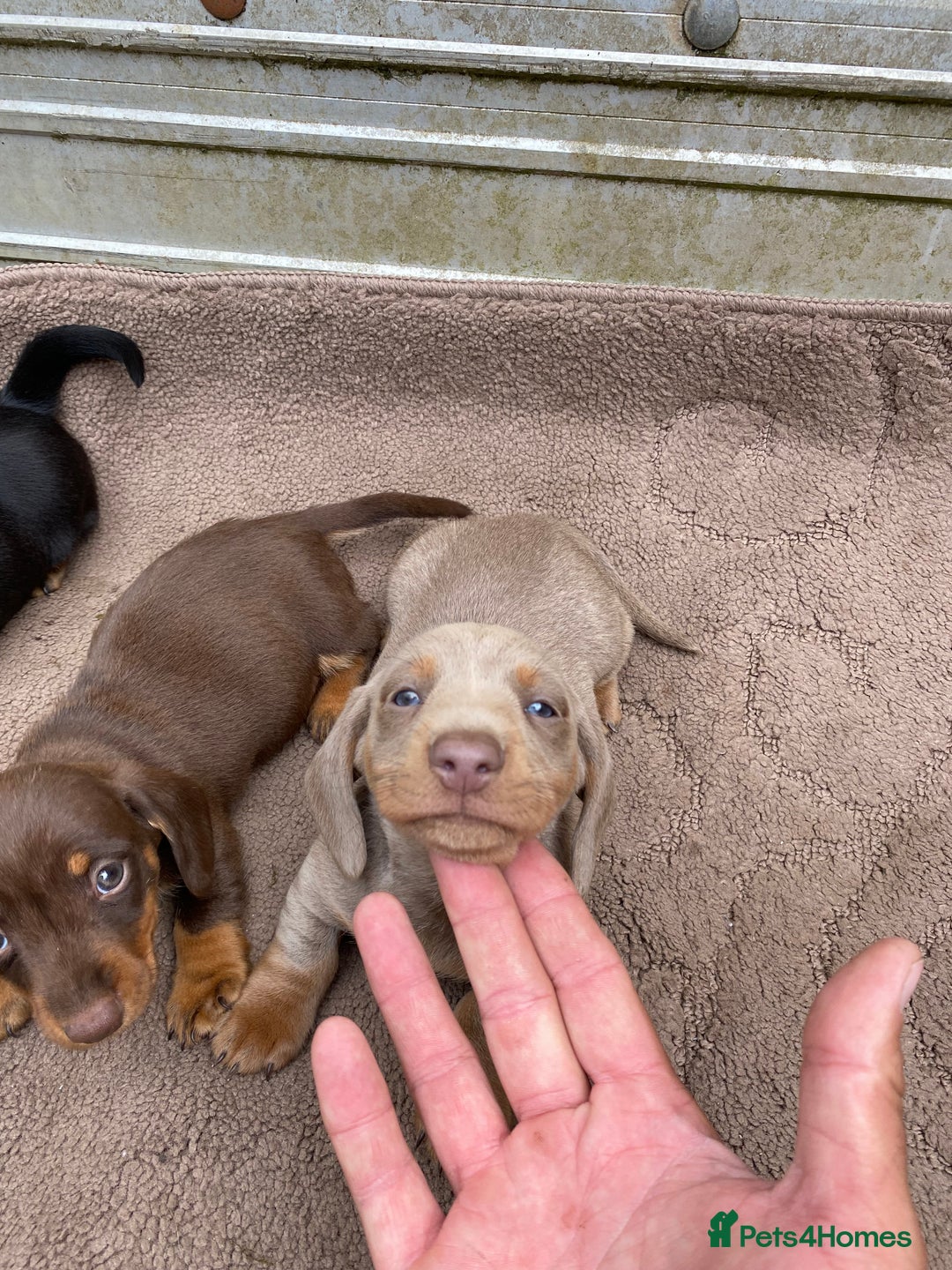 Dachshund dogs for sale: Dachshund  - Image 5