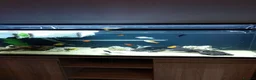 Live Bearers fish for sale: Quality Guppies, Platys, Swords, Mollies, Corys - Advert 3