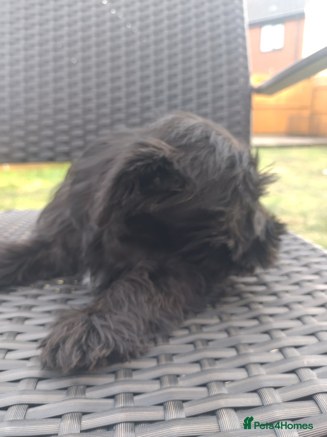 Miniature Schnauzer dogs for sale: Adorable miniature schnauzers ❤️❤️🏡  - Image 9